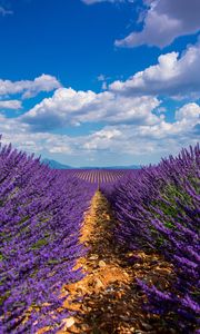 Preview wallpaper lavender, field, sky, bloom