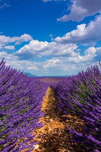 Preview wallpaper lavender, field, sky, bloom