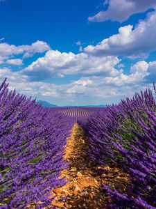 Preview wallpaper lavender, field, sky, bloom