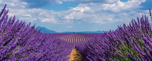 Preview wallpaper lavender, field, sky, bloom