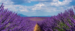 Preview wallpaper lavender, field, sky, bloom