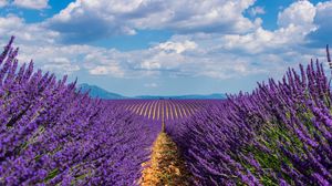 Lavender wallpapers for desktop download free Lavender pictures and  backgrounds for PC  moborg
