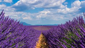 Preview wallpaper lavender, field, sky, bloom