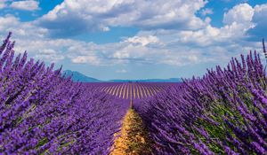 Preview wallpaper lavender, field, sky, bloom