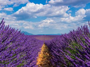 Preview wallpaper lavender, field, sky, bloom