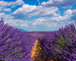 Preview wallpaper lavender, field, sky, bloom