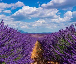 Preview wallpaper lavender, field, sky, bloom