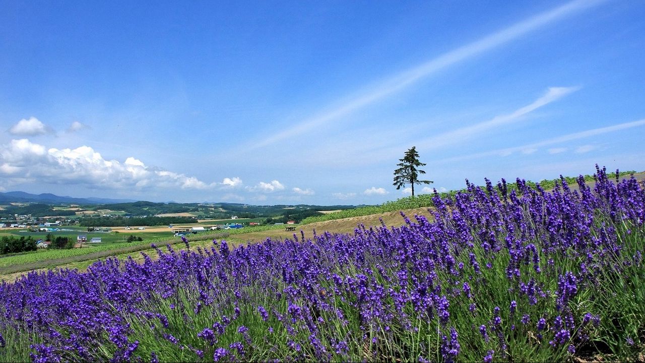 Wallpaper lavender, field, slope, tree, sky, horizon