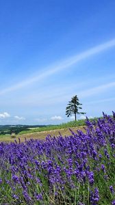 Preview wallpaper lavender, field, slope, tree, sky, horizon