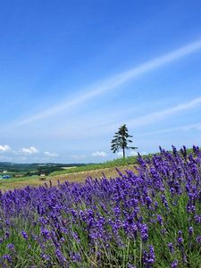 Preview wallpaper lavender, field, slope, tree, sky, horizon