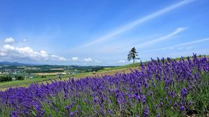 Preview wallpaper lavender, field, slope, tree, sky, horizon