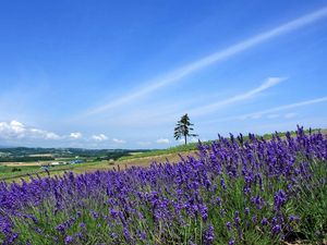 Preview wallpaper lavender, field, slope, tree, sky, horizon