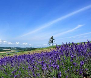 Preview wallpaper lavender, field, slope, tree, sky, horizon