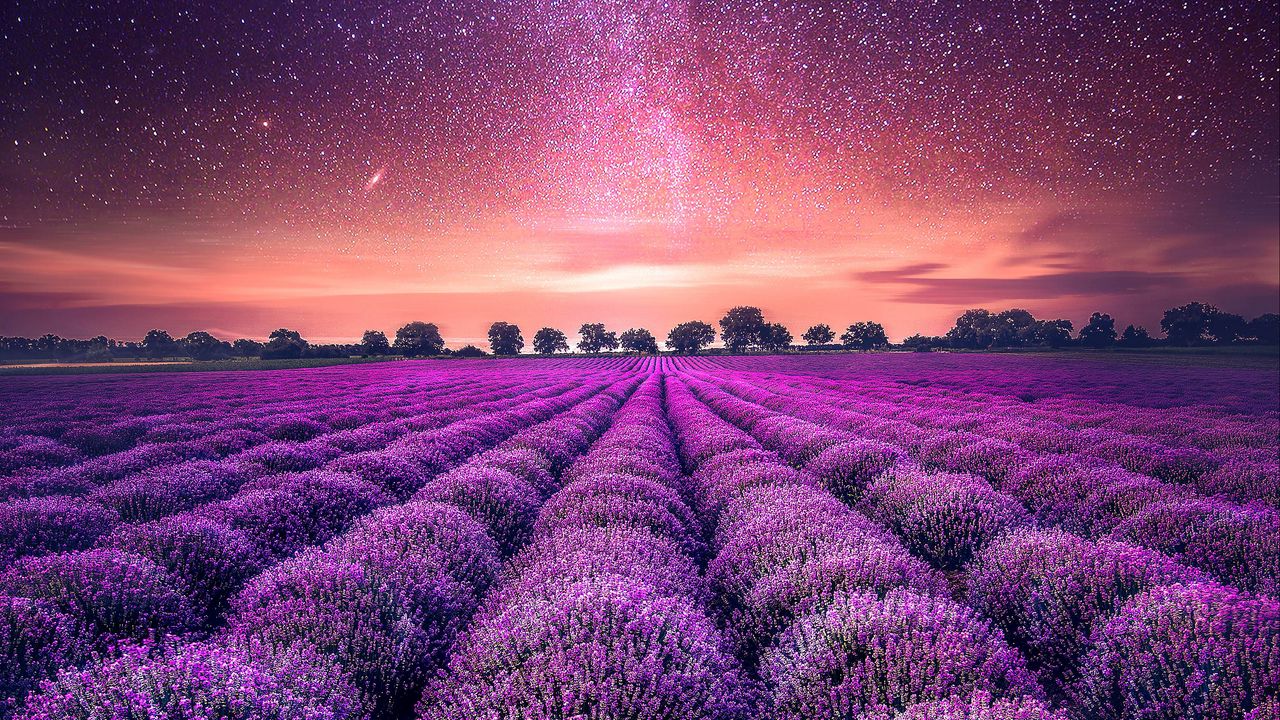 Wallpaper lavender, field, starry sky, horizon