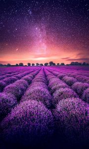 Preview wallpaper lavender, field, starry sky, horizon