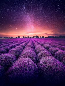 Preview wallpaper lavender, field, starry sky, horizon