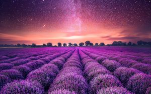 Preview wallpaper lavender, field, starry sky, horizon