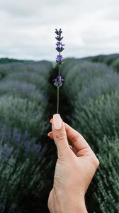 Preview wallpaper lavender, flower, hand, field, focus