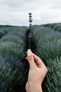 Preview wallpaper lavender, flower, hand, field, focus