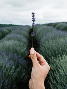 Preview wallpaper lavender, flower, hand, field, focus