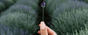 Preview wallpaper lavender, flower, hand, field, focus