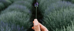 Preview wallpaper lavender, flower, hand, field, focus