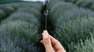 Preview wallpaper lavender, flower, hand, field, focus