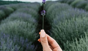 Preview wallpaper lavender, flower, hand, field, focus