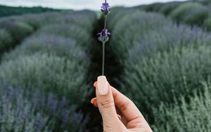 Preview wallpaper lavender, flower, hand, field, focus