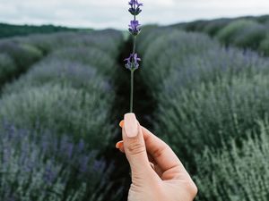 Preview wallpaper lavender, flower, hand, field, focus