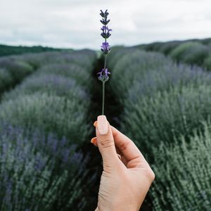 Preview wallpaper lavender, flower, hand, field, focus