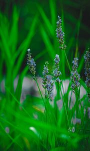 Preview wallpaper lavender, flower, herb, macro