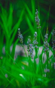 Preview wallpaper lavender, flower, herb, macro