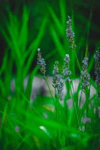 Preview wallpaper lavender, flower, herb, macro