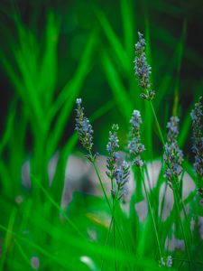 Preview wallpaper lavender, flower, herb, macro