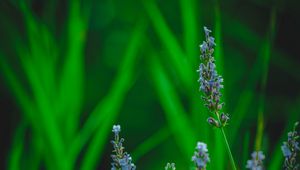 Preview wallpaper lavender, flower, herb, macro