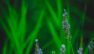 Preview wallpaper lavender, flower, herb, macro