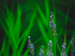 Preview wallpaper lavender, flower, herb, macro