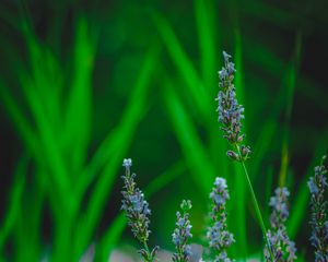 Preview wallpaper lavender, flower, herb, macro