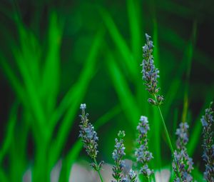 Preview wallpaper lavender, flower, herb, macro