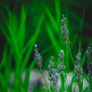 Preview wallpaper lavender, flower, herb, macro