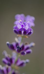 Preview wallpaper lavender, flower, inflorescence, purple, blur