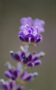 Preview wallpaper lavender, flower, inflorescence, purple, blur
