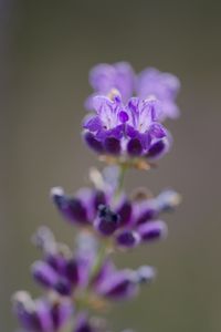 Preview wallpaper lavender, flower, inflorescence, purple, blur