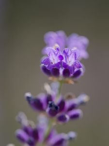 Preview wallpaper lavender, flower, inflorescence, purple, blur