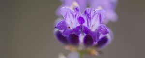 Preview wallpaper lavender, flower, inflorescence, purple, blur