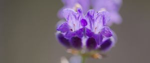 Preview wallpaper lavender, flower, inflorescence, purple, blur