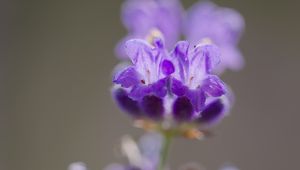 Preview wallpaper lavender, flower, inflorescence, purple, blur