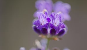 Preview wallpaper lavender, flower, inflorescence, purple, blur