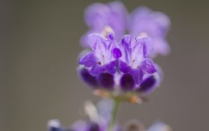 Preview wallpaper lavender, flower, inflorescence, purple, blur